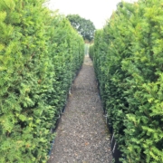 Hedge Trimming: Tips for Healthy and Well-Maintained Hedges