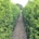Hedge Trimming: Tips for Healthy and Well-Maintained Hedges