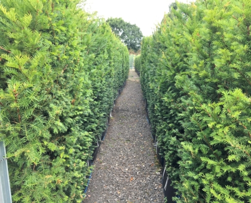 Hedge Trimming: Tips for Healthy and Well-Maintained Hedges