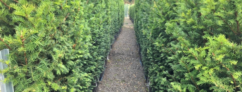 Hedge Trimming: Tips for Healthy and Well-Maintained Hedges