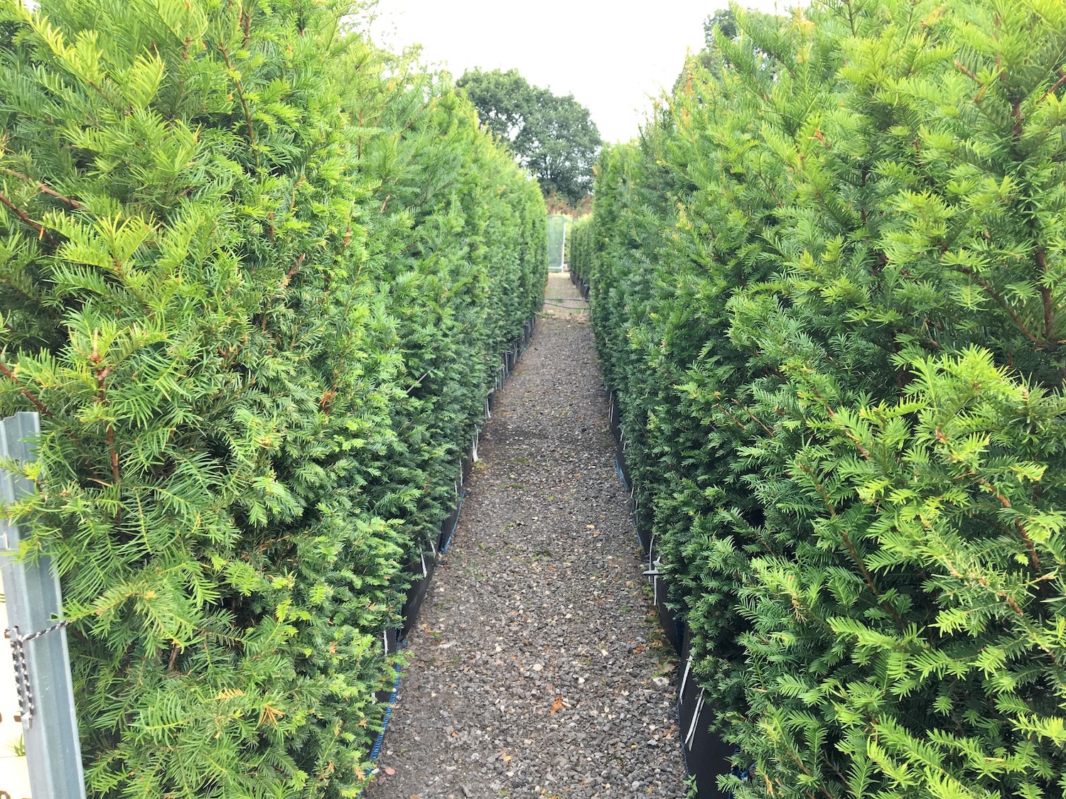 Hedge Trimming: Tips for Healthy and Well-Maintained Hedges
