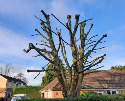 tree surgery work done in Southampton