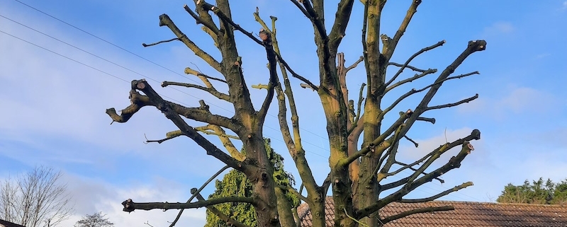 tree surgery work done in Southampton