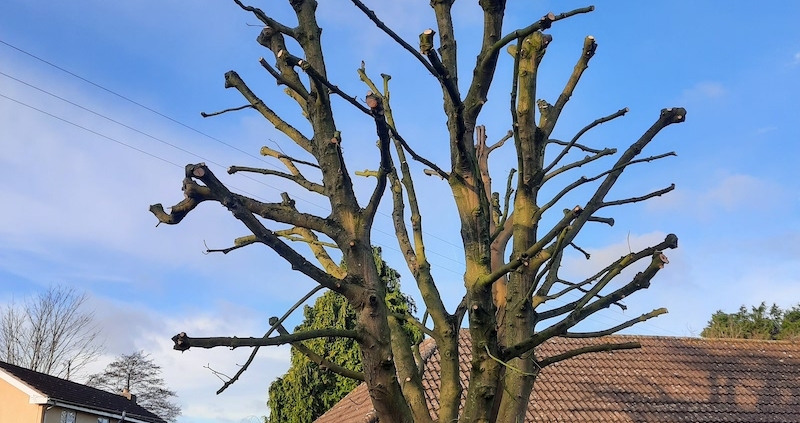 tree surgery work done in Southampton