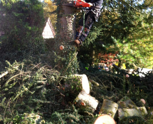tree pruning services