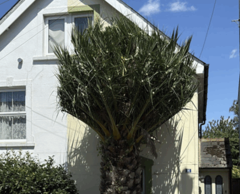 tree surgery work in Romsey
