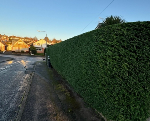 hedge trimmed in Winchester