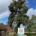 before tree pollarding in Twyford