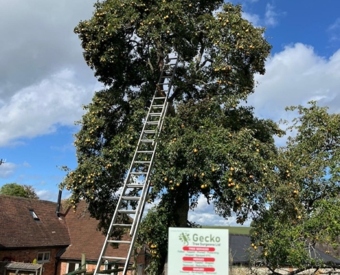 before tree pollarding in Twyford