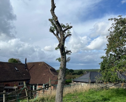 Tree removal in Eastleigh by Gecko Tree Surgeons