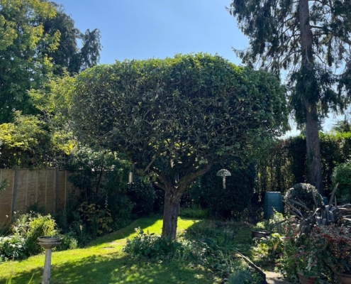 after apple tree pruned in Eastleigh