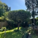 after apple tree pruned in Eastleigh