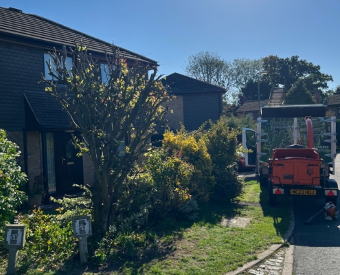 before tree pollarding in Chandlers Ford