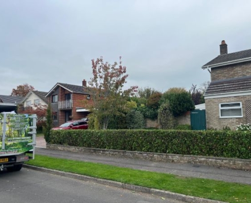 Hedge Trimming in Winchester by Gecko Tree Surgeons