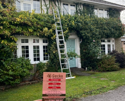 ivy removed from a home in Winchester