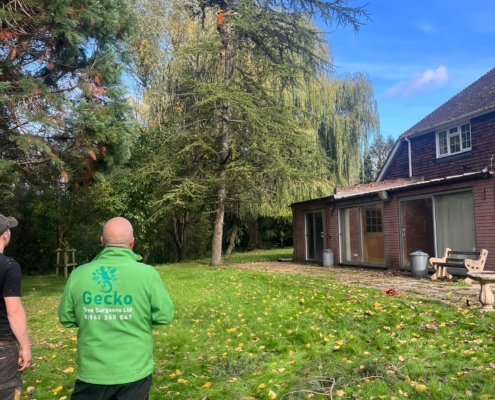 large pine tree removed