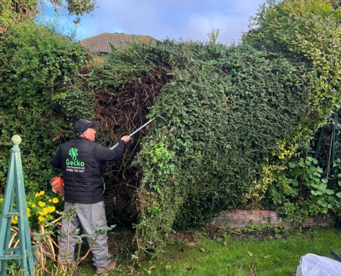 hedge trimming completed near Winchester