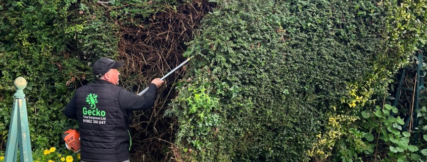 hedge trimming completed near Winchester