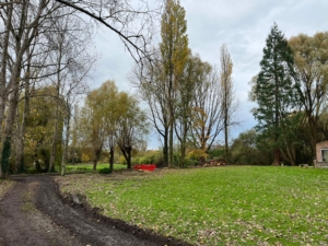 large leylandii tree felled