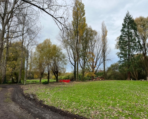 large leylandii tree felled