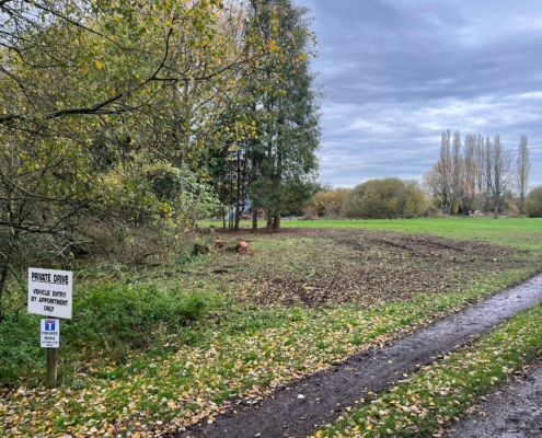 after leylandii trees cut back and ground cleared