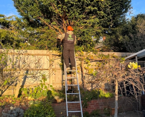 working on cutting a tree back in Hedge End Southampton