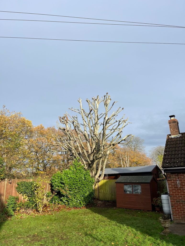 beech-tree-pruning-eastleigh beech tree pruned in Eastleigh