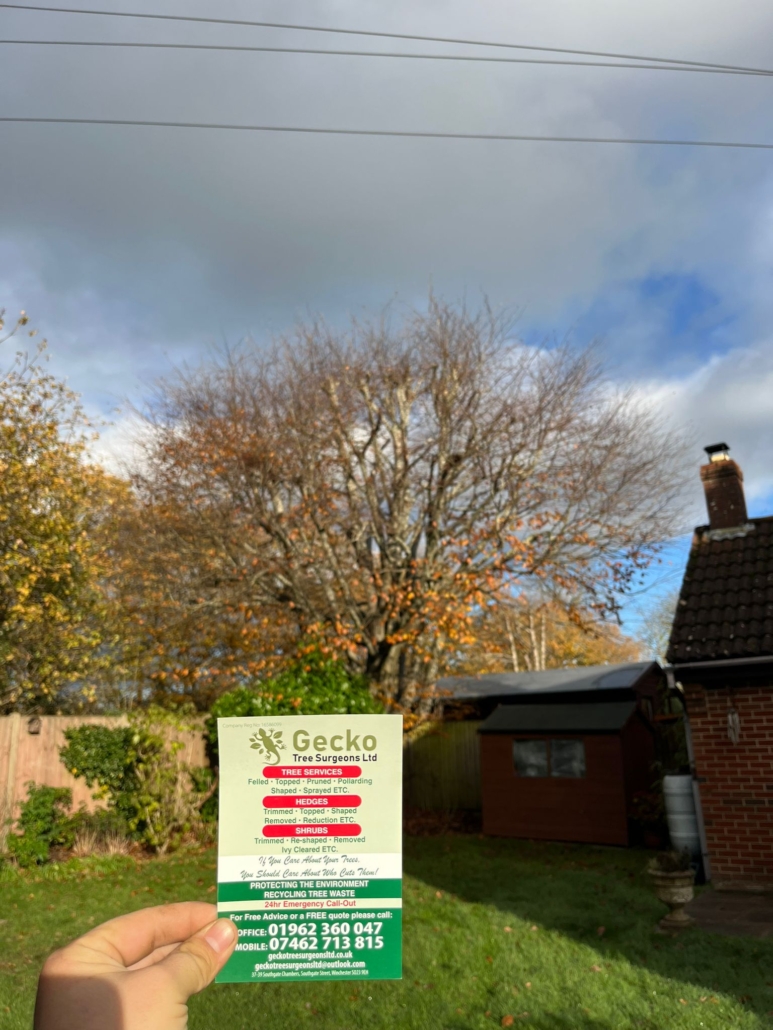 before-beech-tree-prune before beech tree prune Eastleigh