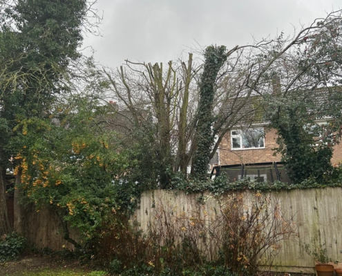 tree cut back in Hampshire