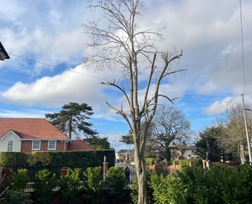 tree pruned in Winchester
