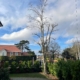 tree pruned in Winchester