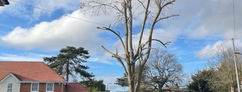 tree pruned in Winchester